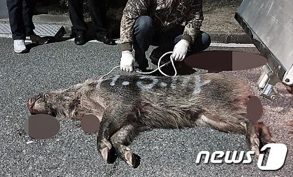 포획된 멧돼지.. &#40;사진은 기사 내용과 무관함&#41; / 뉴스1 ⓒ News1