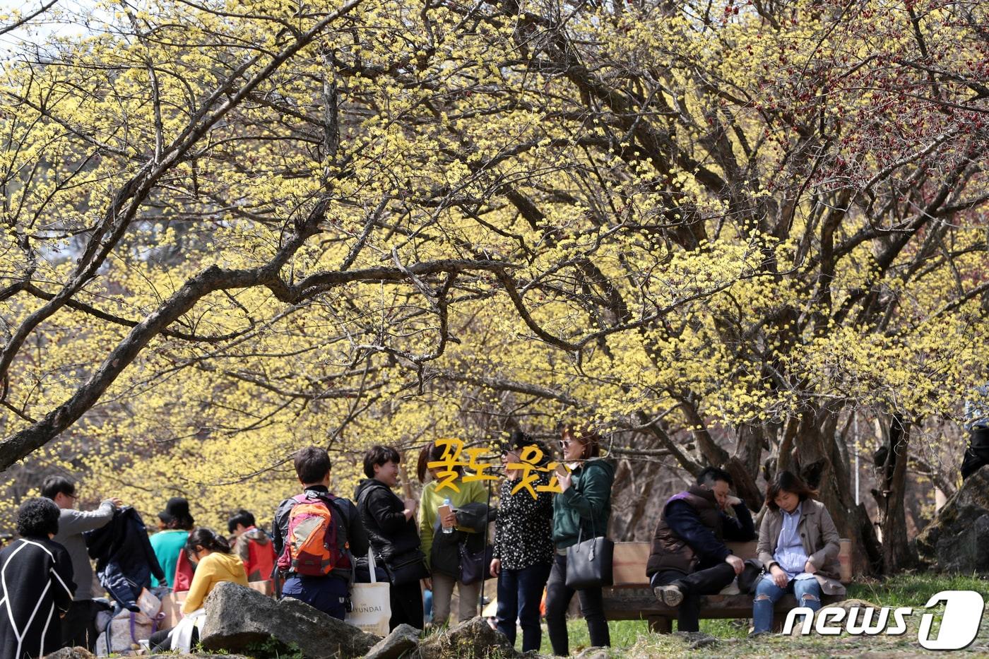 2019년 열린 이천백사산수유꽃축제 때 모습. 2019.3.29/뉴스1 ⓒ News1 조태형 기자