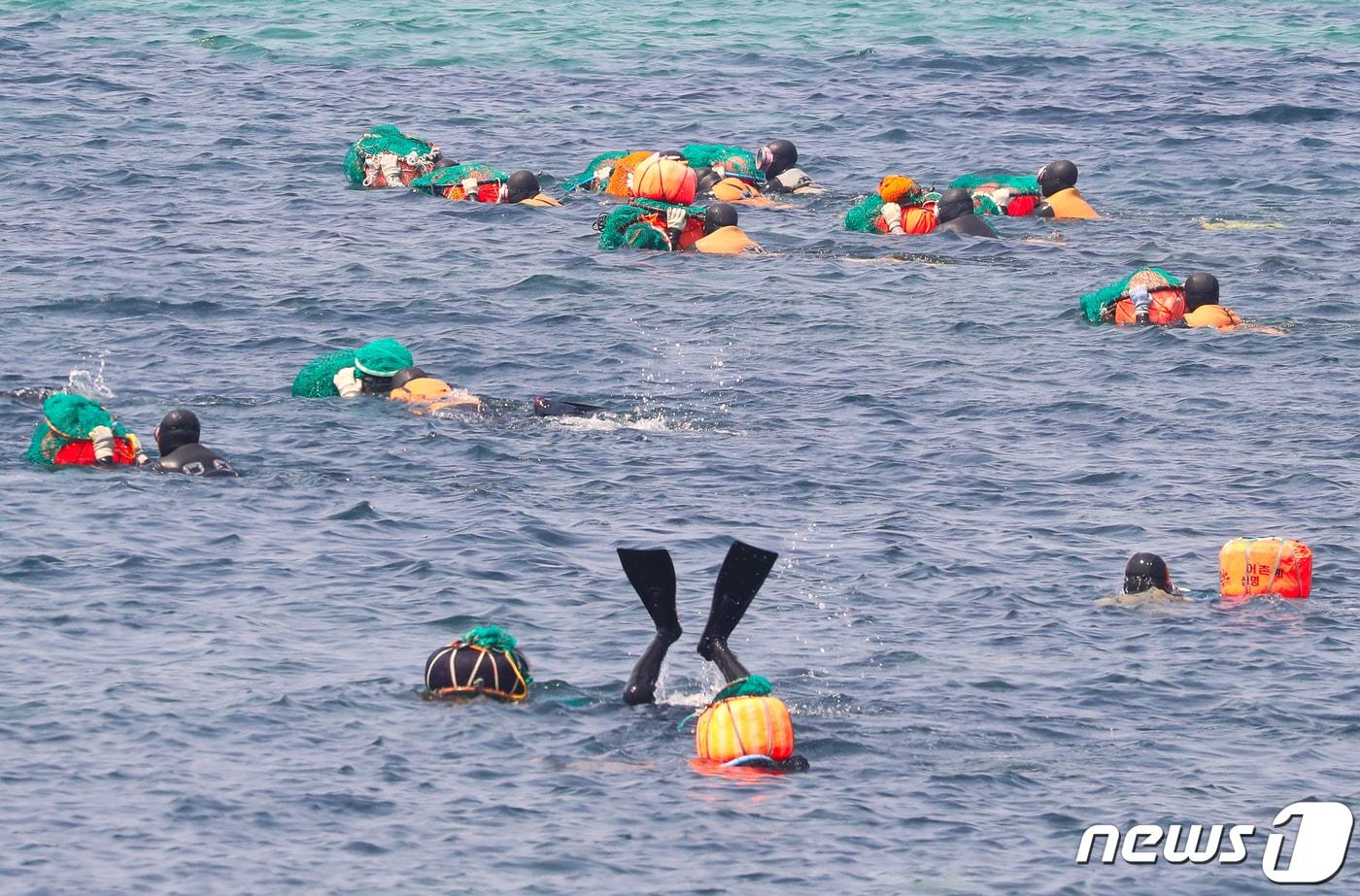 제주 해녀들이 해산물 채취를 위해 바다로 나가고 있다. ⓒ News1 DB