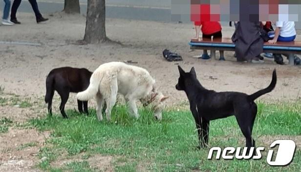 들개&#40;사진은 기사 내용과 무관함&#41; / 뉴스1 ⓒ News1