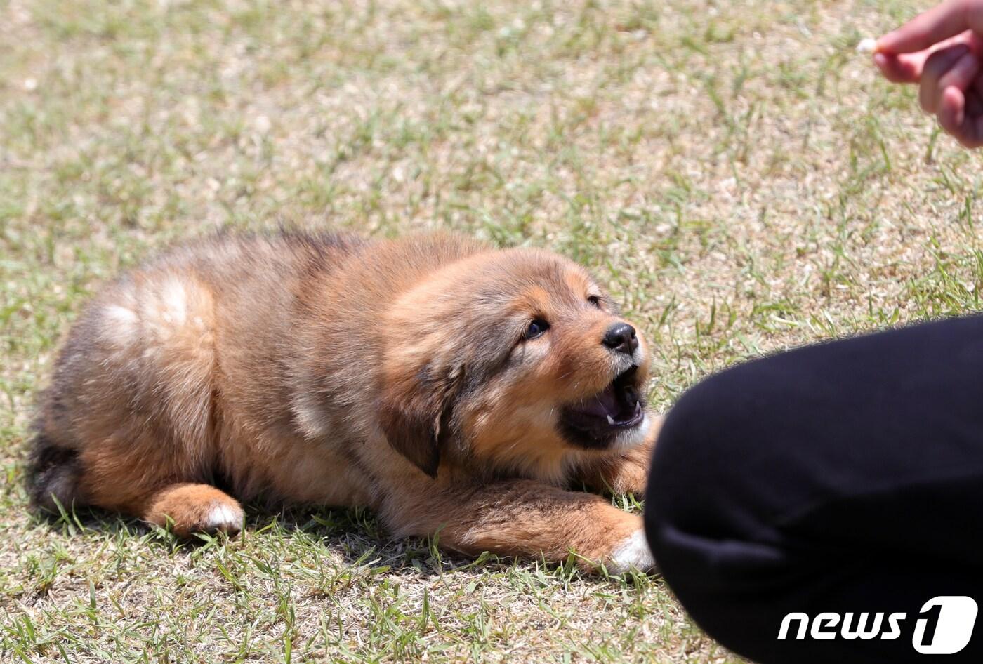 연휴 마지막날인 6일 전북 임실군 오수면 의견공원에서 열린 제34회 오수 의견문화제에서 연구 끝에 복원된 오수개 강아지가 간식을 먹기 위해 기다리고 있다.2019.5.6/뉴스1 ⓒ News1 문요한 기자