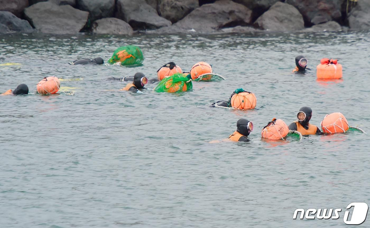 제주 해안에서 해녀들이 해산물을 채취하고 있다./뉴스1