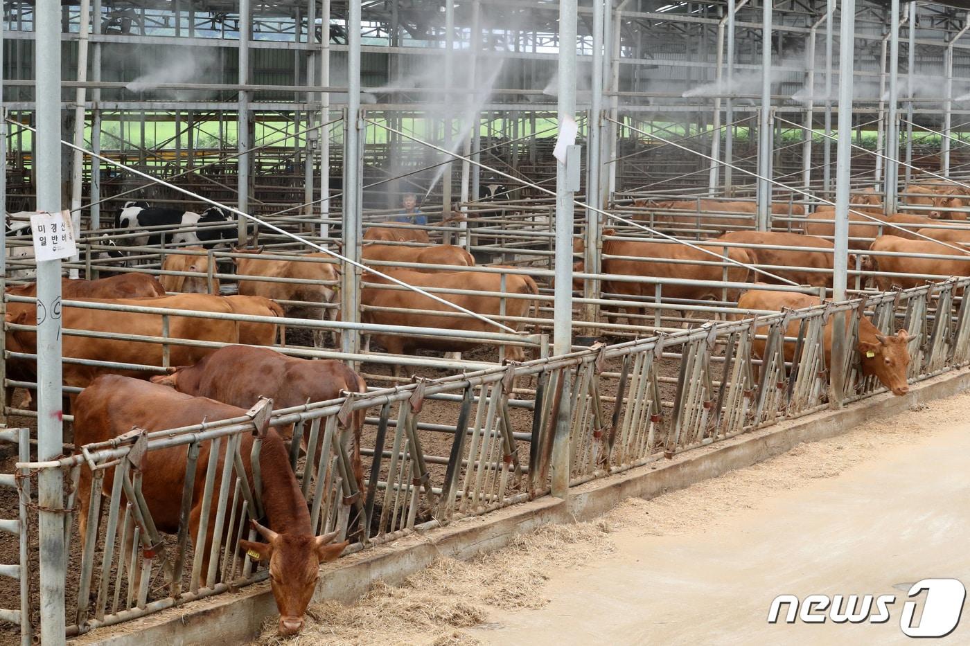 경기도가 축산분야 국고보조사업의 지방비 확보를 위해 &#39;지방자치단체 경비부담규칙&#39;을 개정해 도비와 시군비 분담비율을 구체화해달라고 정부에 건의했다.&#40;자료사진&#41;/뉴스1 