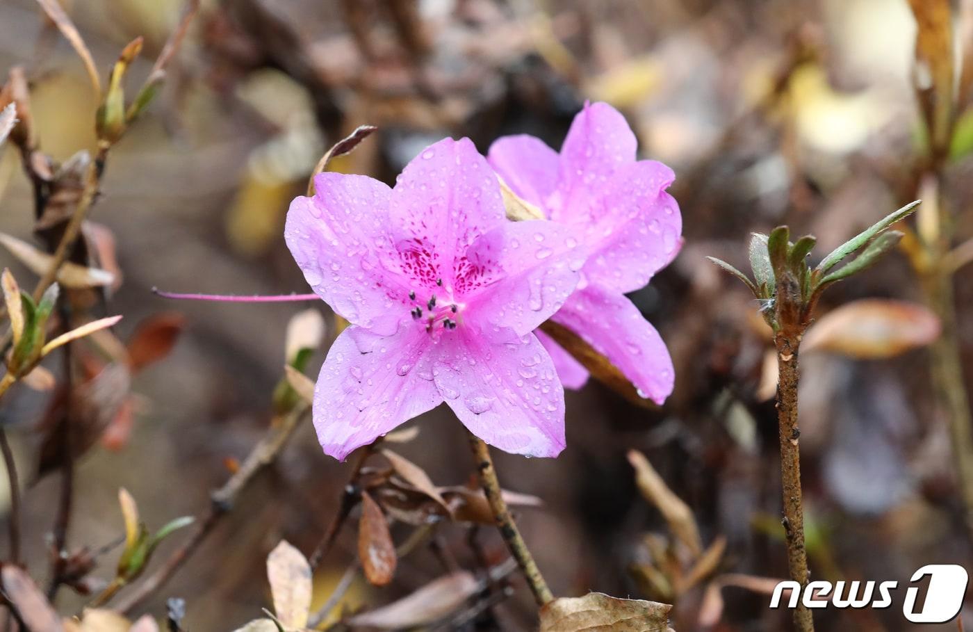 10일 대전·충남에 새벽부터 오후 사이 서해안과 내륙에 가끔 비가 내릴 것으로 예보됐다. 대전 서구 도로변에 때늦은 철쭉이 피어 있다. /뉴스1 ⓒ News1 김기태 기자