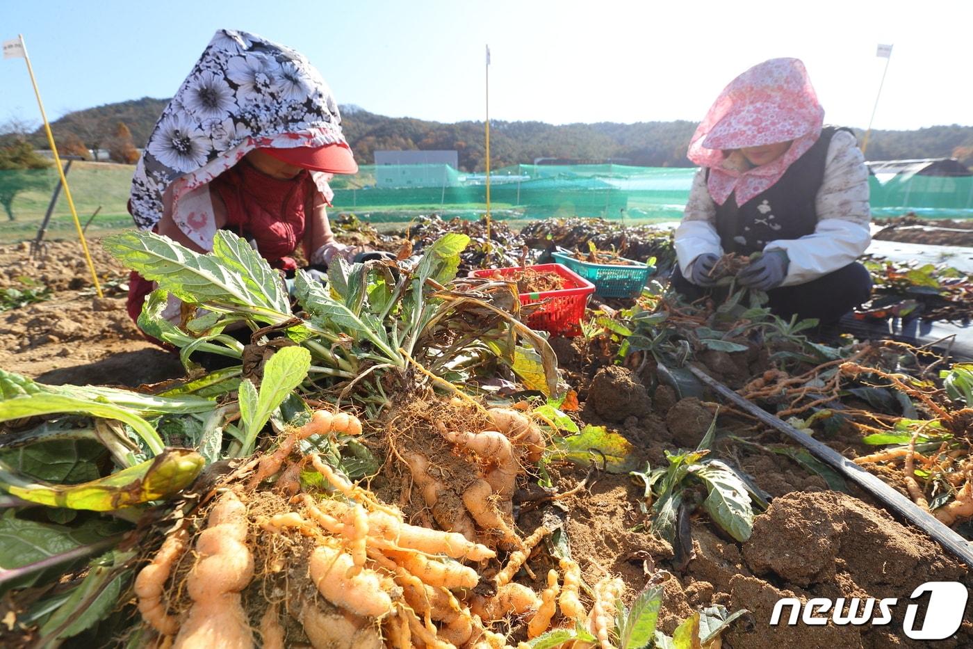 지황 수확 사진&#40;농촌진흥청 제공&#41; 2020.11.4/뉴스1