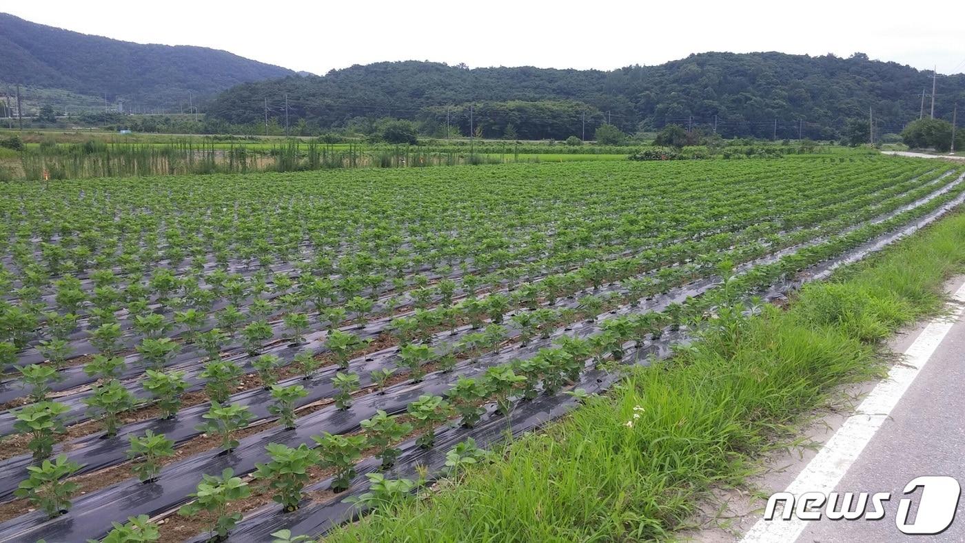 논에 재배한 콩. &#40;자료사진&#41; ⓒ News1 