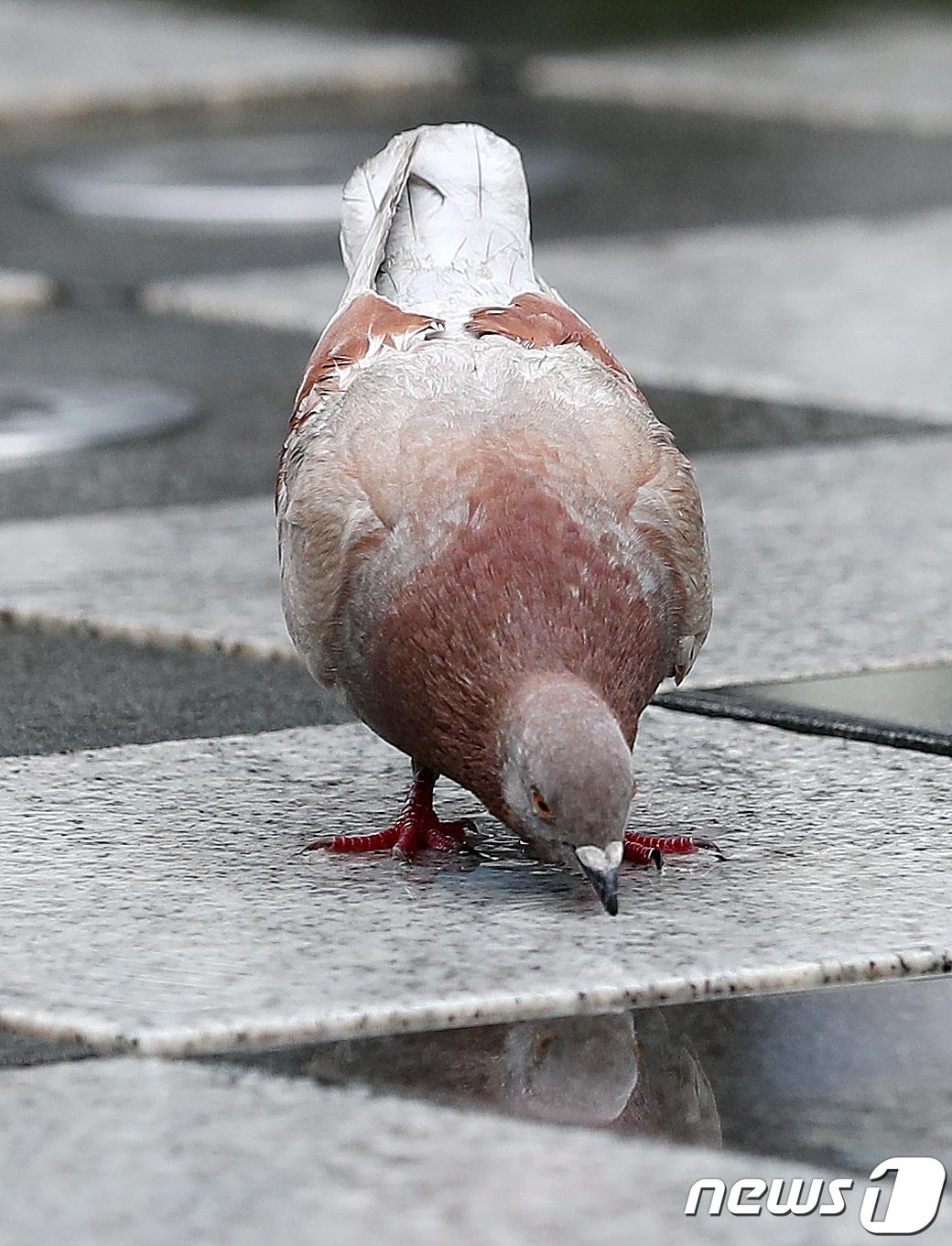 호주에서 미국 태평양을 횡단해 방역 수칙을 위반한 비둘기가 안락사를 당하게 됐다. 사진은 기사와 관계 없음.  ⓒ News1 김진환 기자