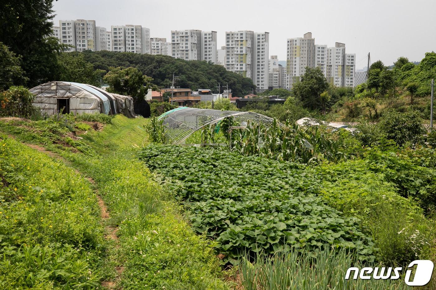  사진은 서울 서초구 내곡동 일대 개발제한구역 너머 보이는 아파트 단지 모습. 2020.7.16/뉴스1 ⓒ News1 유승관 기자