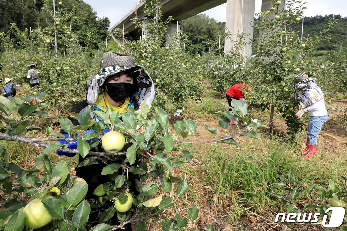 전북 무주군 공무원들이 사과농가에서 일손을 돕고 있다.&#40;무주군제공&#41;/뉴스1 ⓒ News1 