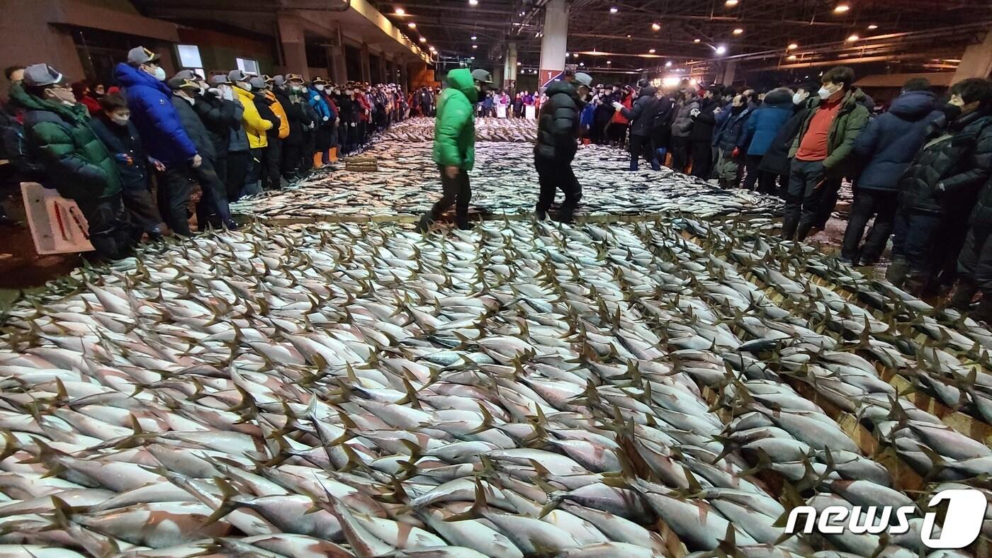 부산 서구 부산공동어시장에서 제주 앞바다에서 조업한 방어가 대량 위판되고 있다. &#40;부산공동어시장 제공&#41; 2021.1.13/뉴스1 ⓒ News1 여주연 기자