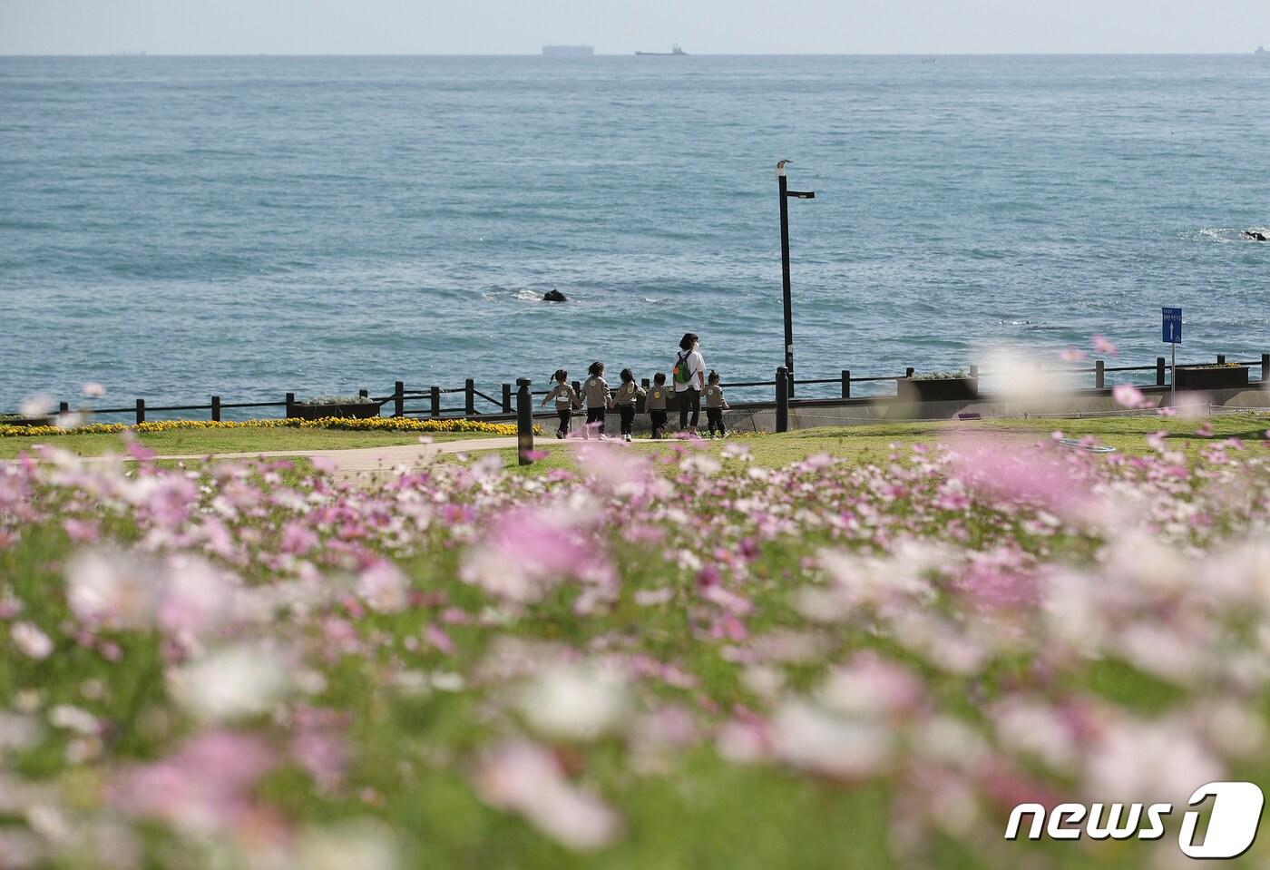 완연한 가을 날씨를 보이는 14일 오전 울산 울주군 간절곶공원에 활짝 핀 코스모스 뒤로 어린이들이 즐거운 시간을 보내고 있다. 2021.10.14/뉴스1 ⓒ News1 