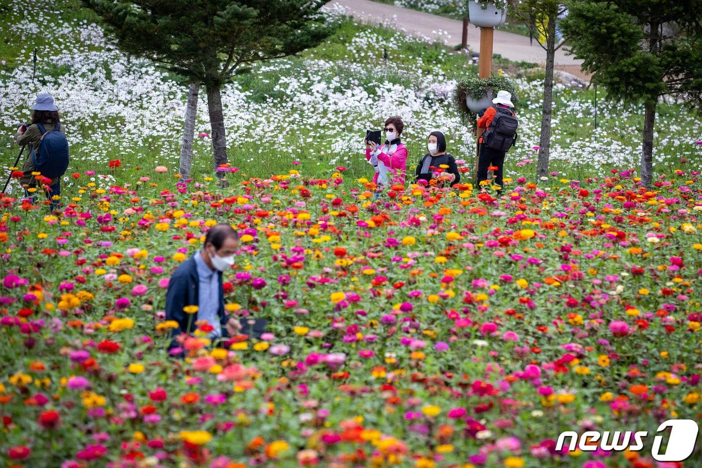 경기 가평군 자라섬 남도 꽃 정원을 찾은 시민들이 형형색색 꽃들을 보며 연휴를 만끽하고 있다. 2021.10.4/뉴스1 ⓒ News1 유승관 기자