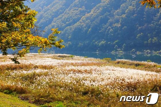 충북 단양군 갈대숲. ⓒ News1 서진 기자