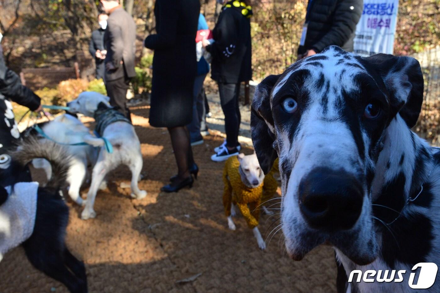 포항 반려동물 테마파크. &lt;자료사진&gt; 2021.11.28/뉴스1 ⓒ News1 최창호 기자