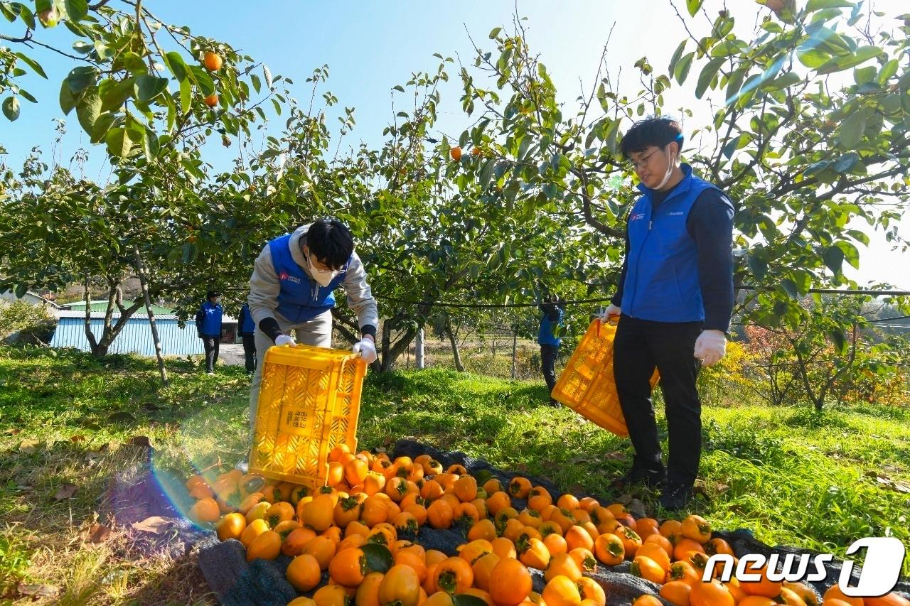  영암 금정 대봉감 수확현장 /뉴스1 