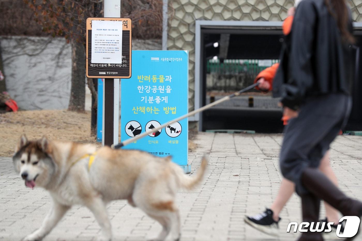 서울 영등포구 한강시민공원에서 반려견이 산책을 하고 있다.  2021.2.14/뉴스1 ⓒ News1 황기선 기자