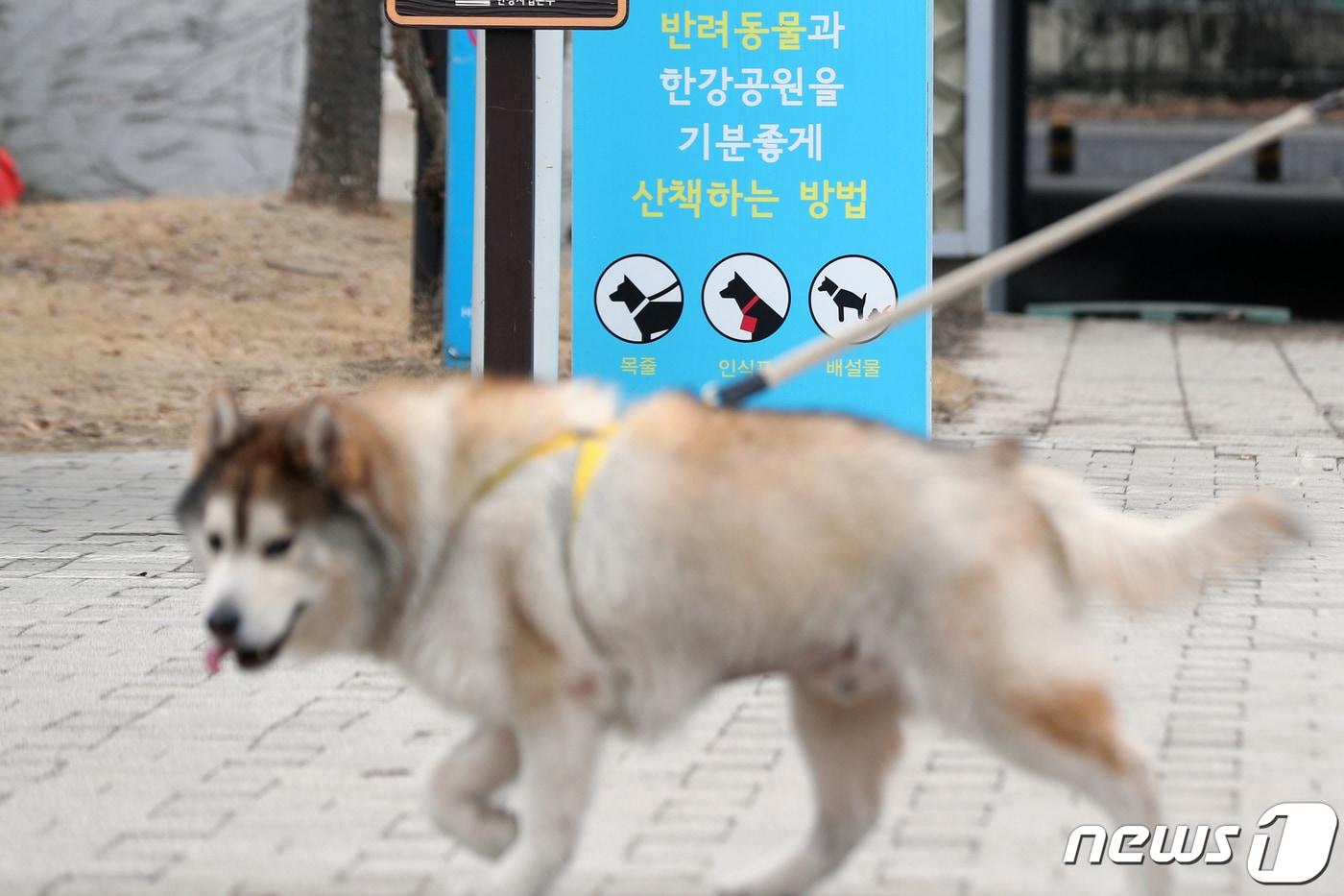 서울 영등포구 한강시민공원에서 반려견이 산책을 하고 있다. 2021.2.14/뉴스1 ⓒ News1 황기선 기자