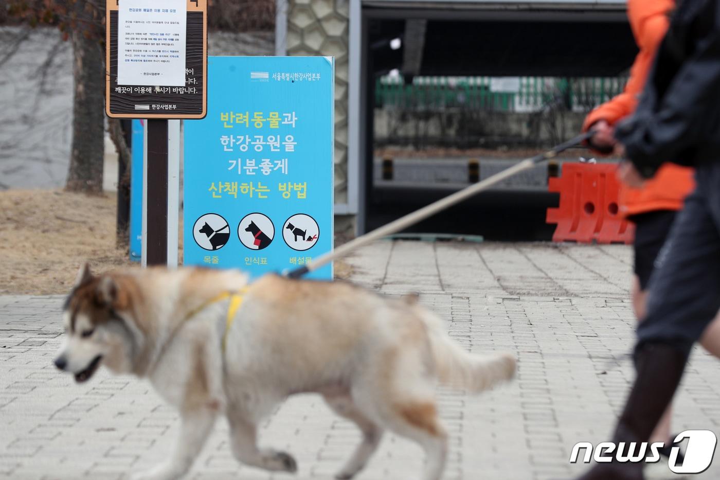 서울 영등포구 한강시민공원에서 반려견이 산책을 하고 있다.  2021.2.14/뉴스1 ⓒ News1 황기선 기자