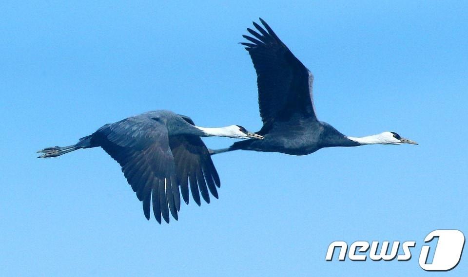 흑두루미가 하늘을 나는 모습.&#40;최종수 생태사진가&#41;2021.2.8/뉴스1 ⓒ News1 강대한 기자