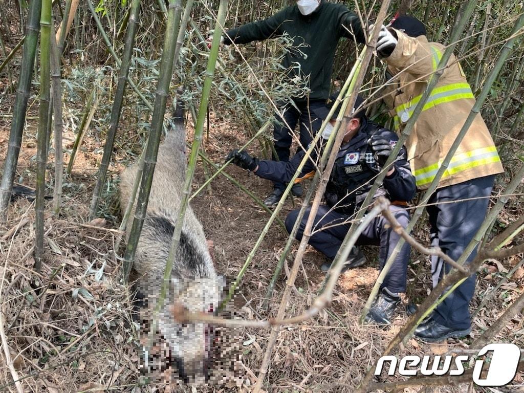 야생 멧돼지 포획 장면&#40;자료 사진&#41; /뉴스1 ⓒ News1 