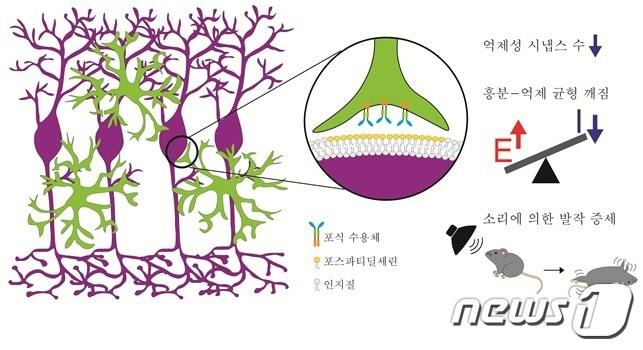 ‘엠보저널’에 수록된 이번 연구 이미지. 미세아교세포가 포식 수용체를 통해, 신경세포체 표면에 표지된 포스파티딜세린를 인식하여 제거하는 모습. 이 현상이 과도하게 일어날 때 신경세포의 흥분-억제 간의 균형이 깨져서 발작 증세가 일어남.&#40;그림제공:KAIST&#41;ⓒ 뉴스1