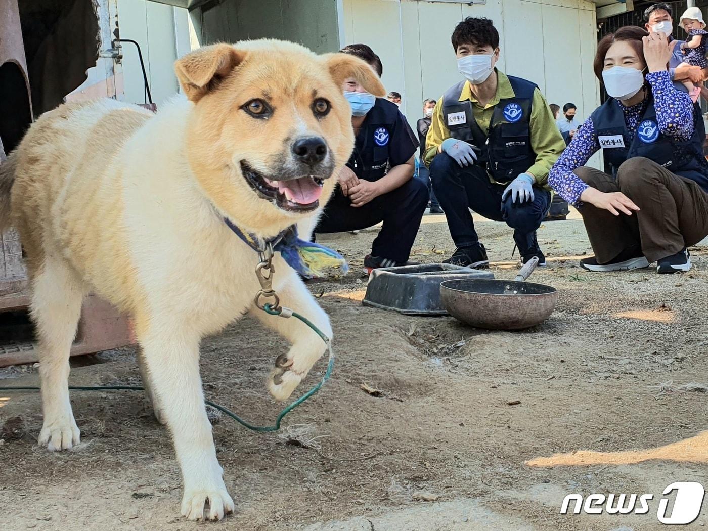 마당개 자료사진 2021.6.26/뉴스1 ⓒ News1 최서윤 기자