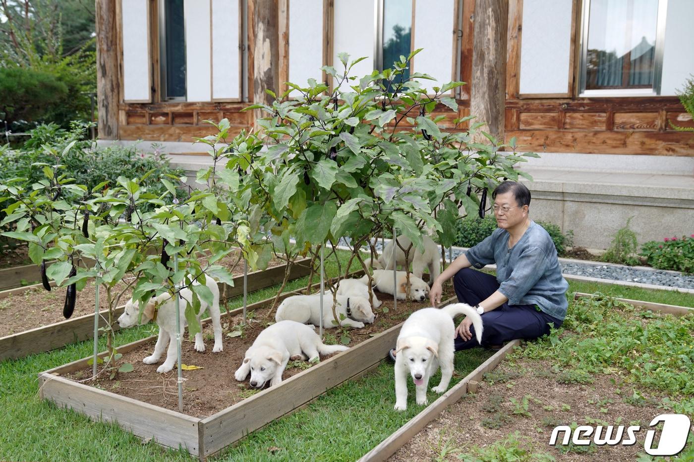 문재인 대통령이 지난해 8월 29일 관저 앞 마당에서 풍산개들과 시간을 보내는 모습. &#40;청와대 제공&#41; 2021.9.1/뉴스1 