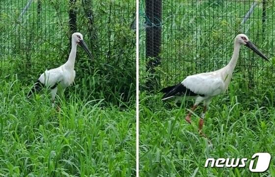 지난달 충남 예산군에서 경남 김해로 옮겨진 황새 금이&#40;왼쪽&#41;와 관이. &#40;김해시 제공&#41;