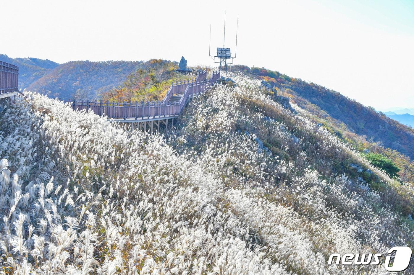 오서산 억새꽃 군락지&#40;홍성군 제공&#41;