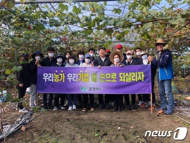 충북도 환경정책과 직원들이 15일 일손이 부족한 도내 농가를 방문해 생산적 일손봉사를 펼치고 있다.&#40;충북도 제공&#41;.2022.10.15/뉴스1