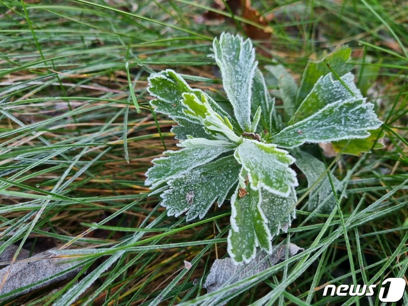 강릉시 왕산면 안반데기 일대에 하얗게 내린 서리. 안반데기 마을은 해발 1100m 고산지대로 떡메로 떡을 치는 안반처럼 우묵하면서도 널찍한 지형이 있어 안반데기라고 불린다.&#40;뉴스1 DB&#41;  ⓒ News1 윤왕근 기자