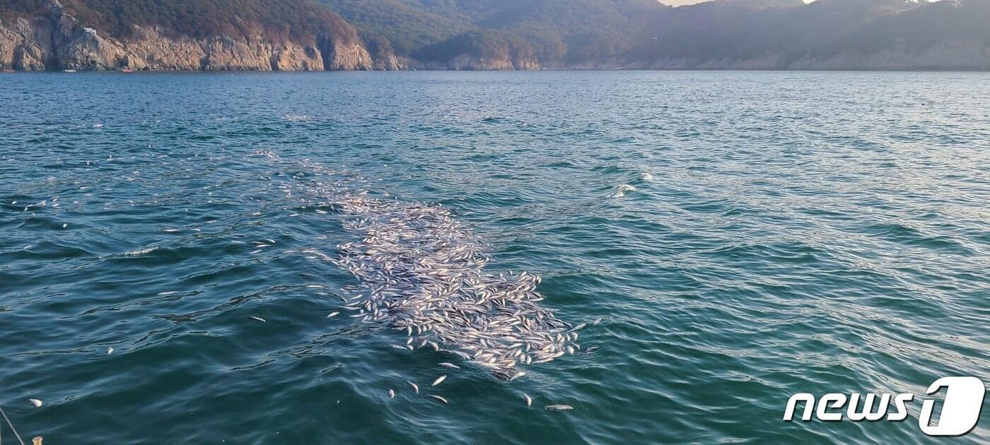 지난 17일 부산 강서구 가덕도 남쪽 방향 바다에 폐사된 숭어떼 모습.&#40;창원해경 제공&#41;