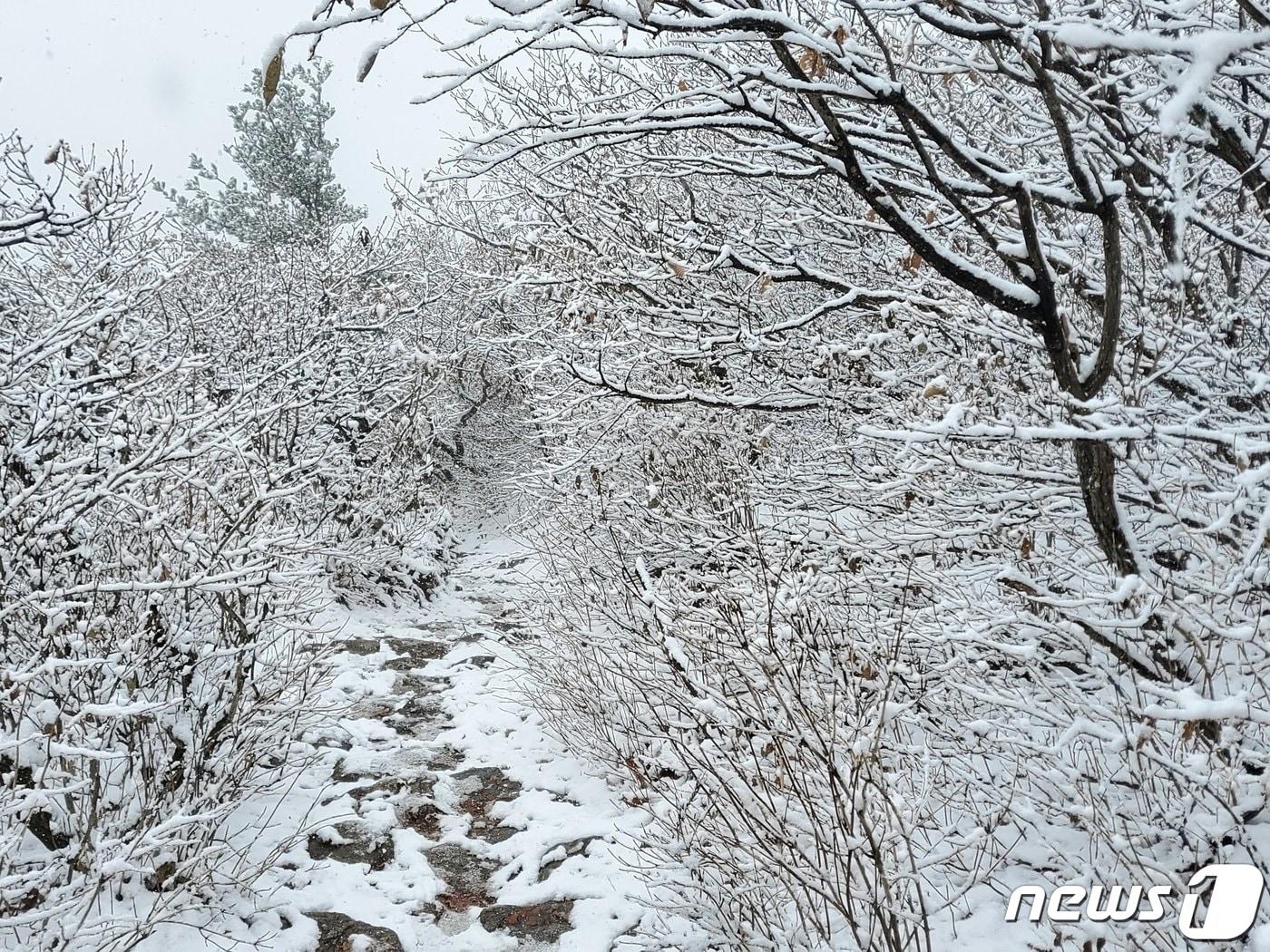 강원북부산지에 대설주의보가 발효된 24일 강원 오대산 노인봉&#40;1388m&#41; 인근에 눈이 쌓여 있다. 오대산국립공원사무소에 따르면 오대산 인근 아침 최저기온은 영하 2.9도까지 떨어졌으며, 이날 오후 1시 기준 오대산의 적설량은 약 5㎝ 정도다. &#40;오대산국립공원사무소 제공&#41; 2022.10.24/뉴스1 