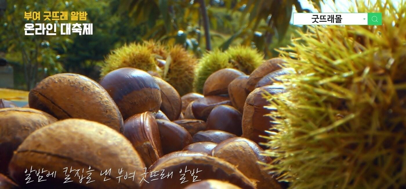 ‘굿뜨래 알밤 온라인 축제’ 홍보물. &#40;부여군 제공&#41;