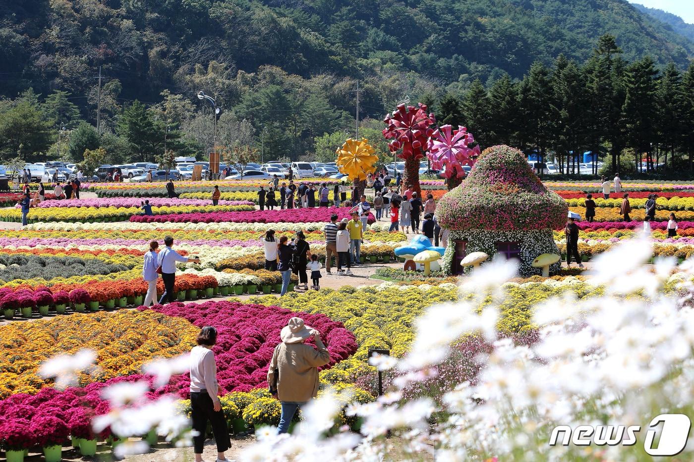 인제 가을꽃축제.&#40;인제군 제공&#41;/뉴스1