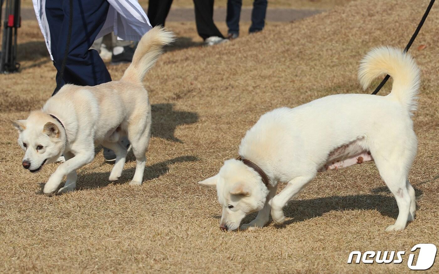 반려동물을 기르는 인구가 1500만 시대에 진입한 가운데 경북대 동물병원을 비롯한 전국 국립대 동물병원 진료비가 지역마다 제각각인 것으로 나타났다. 사진은 2022년 11월 대구 북구 경북대학교 수의과대학 부속동물병원 앞에서 문재인 전 대통령이 기르던 풍산개 암컷 &#39;곰이&#39;&#40;오른쪽&#41;와 수컷 &#39;송강&#39;이가 대학 관계자와 함께 산책하는 모습. &#40;사진은 기사 내용과 무관함&#41; 2022.11.10/뉴스1 ⓒ News1 공정식 기자