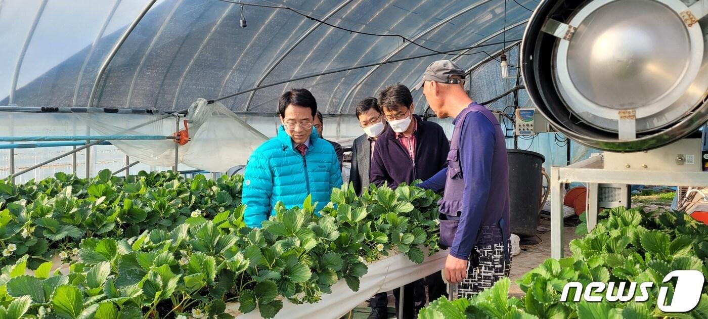 강진원 강진군수&#40;왼쪽&#41;가 딸기 농가를 방문, 작황을 살펴보고 있다.&#40;강진군 제공&#41;/뉴스1