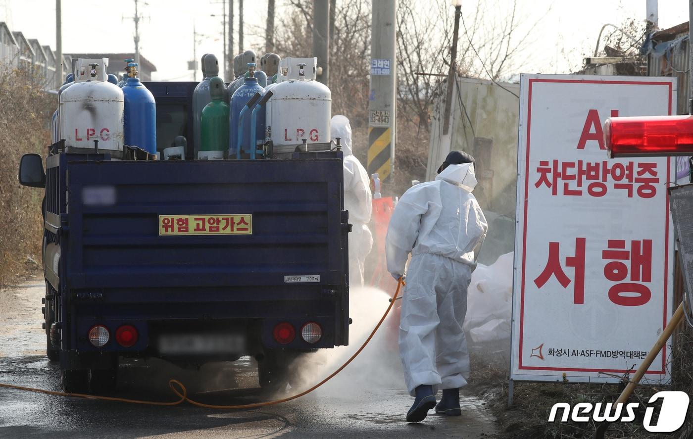 경기도내 고병원성 조류인플루엔자&#40;AI&#41; 발생이 이어지며 가축 방역에 비상이 걸린 17일 오후 AI 항원이 검출된 경기 화성시 향남읍의 한 농장에서 방역 작업이 이뤄지고 있다. 2022.11.17/뉴스1 ⓒ News1 김영운 기자