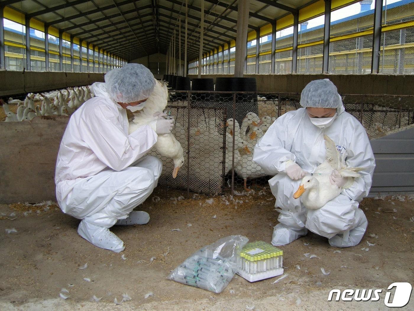 전남도 등 방역당국이 조류인플루엔자 검사를 위해 오리농장에서 시료를 채취하고 있는 모습. &#40;사진은 기사 내용과 무관함&#41; / 뉴스1 ⓒ News1