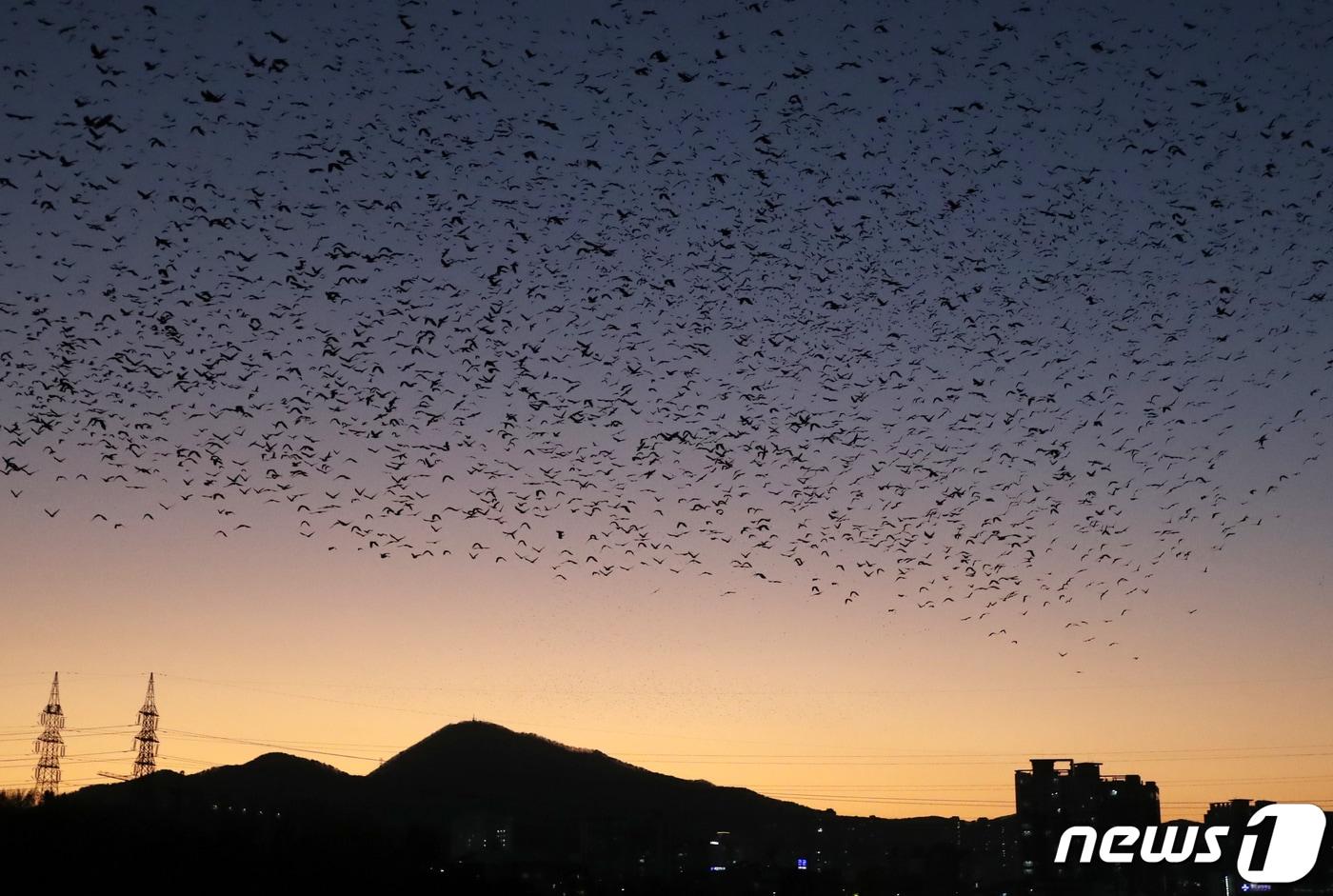 24일 오후 울산 태화강 상공에서 떼까마귀가 노을을 배경으로 화려한 군무를 펼치고 있다. 2022.11.24/뉴스1 ⓒ News1  조민주 기자