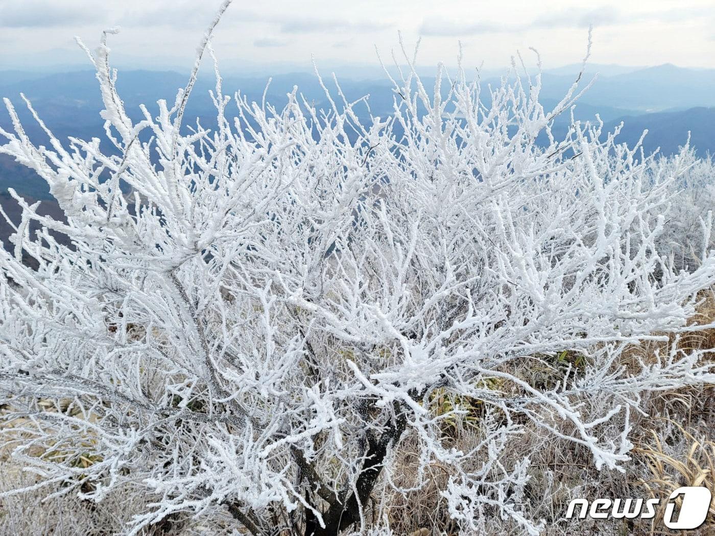 무등산 국립공원 정상에 겨울이 성큼 찾아왔다. 광주전남 지역에 한파경보가 발효된 30일 무등산에는 올 겨울 처음으로 상고대가 피었다. 이날 오전 무등산 최저기온은 -7.7도를 기록했다. 상고대는 나무나 풀에 내려 눈처럼 얼어붙은 서리를 말한다. &#40;무등산국립공원사무소 제공&#41; 2022.11.30/뉴스1 ⓒ News1 박준배 기자