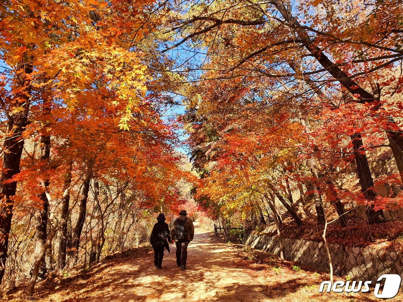 우이령 단풍길. 사람에 치이기 쉬운 다른 단풍명소와 달리, 우이령에서는 호젓하고 정감적인 가을낭만을 즐길 수 있다.