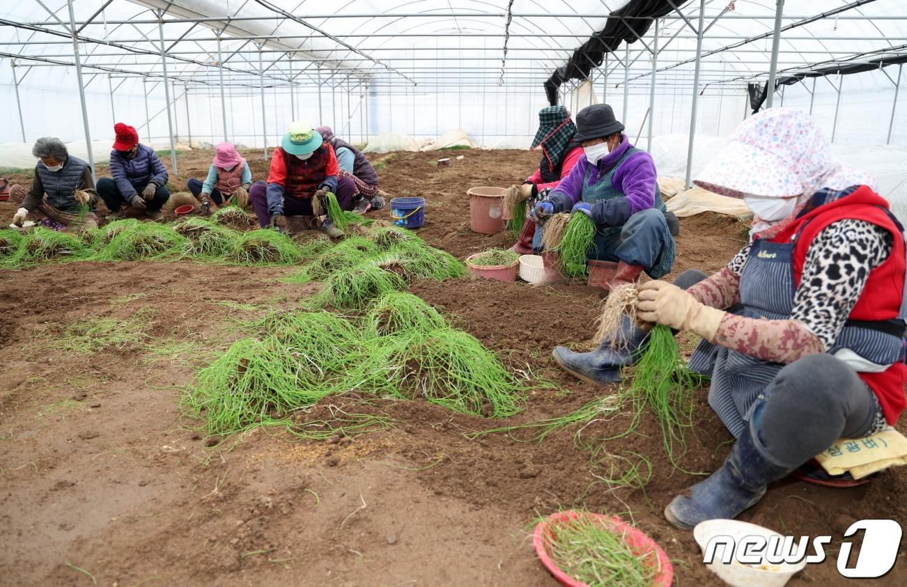 원북면 마산리에서 노인일자리 사업 참여자들이 달래를 수확하고 있다. &#40;태안군 제공&#41; /뉴스1