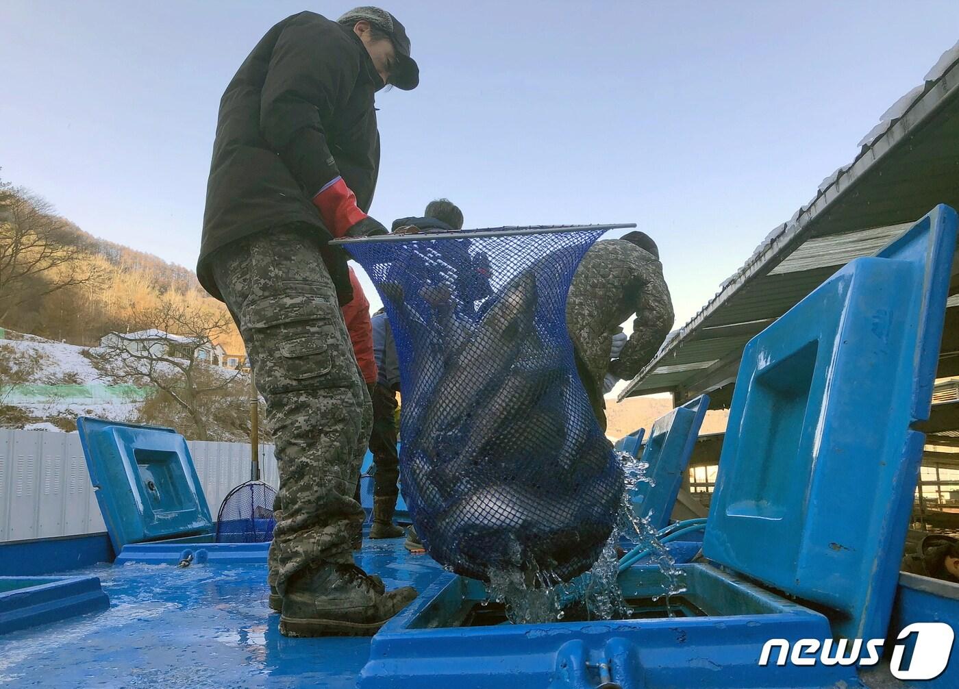 2019년 화천산천어축제 당시 산천어 수송 모습.&#40;화천군 제공&#41; 2022.12.18/뉴스