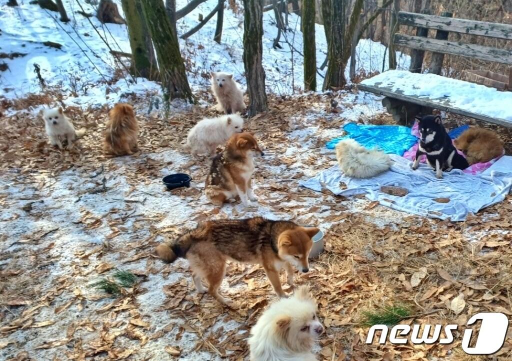 수락산을 떠돌아다니다 구조된 강아지들&#40;사진 인스타그램 heejunpark215&#41; ⓒ 뉴스1