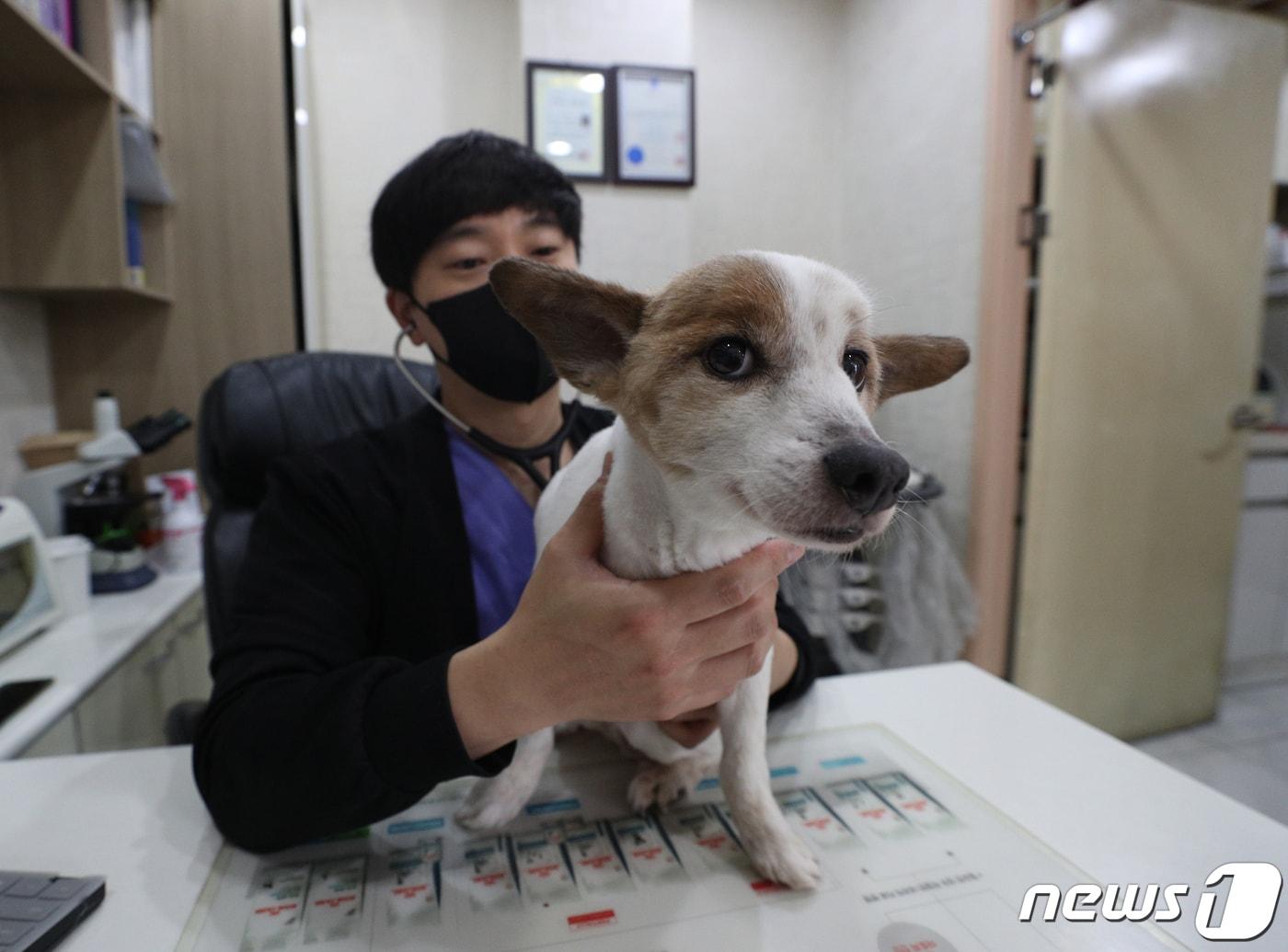 서울 종로구 &#39;우리동네 동물병원&#39;으로 지정된 누리봄동물병원에서 권범석 수의사가 반려동물 진료를 하고 있다. 2022.3.14/뉴스1 ⓒ News1 신웅수 기자