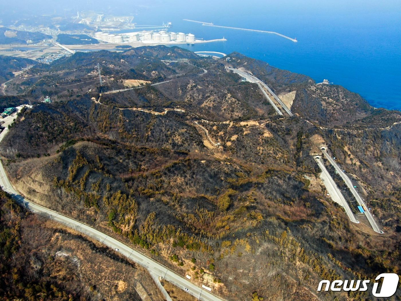 지난 2022년 경북 울진·강원 삼척 산불 당시 잿더미로 변한 삼척 일대 산림.&#40;뉴스1 DB&#41; 