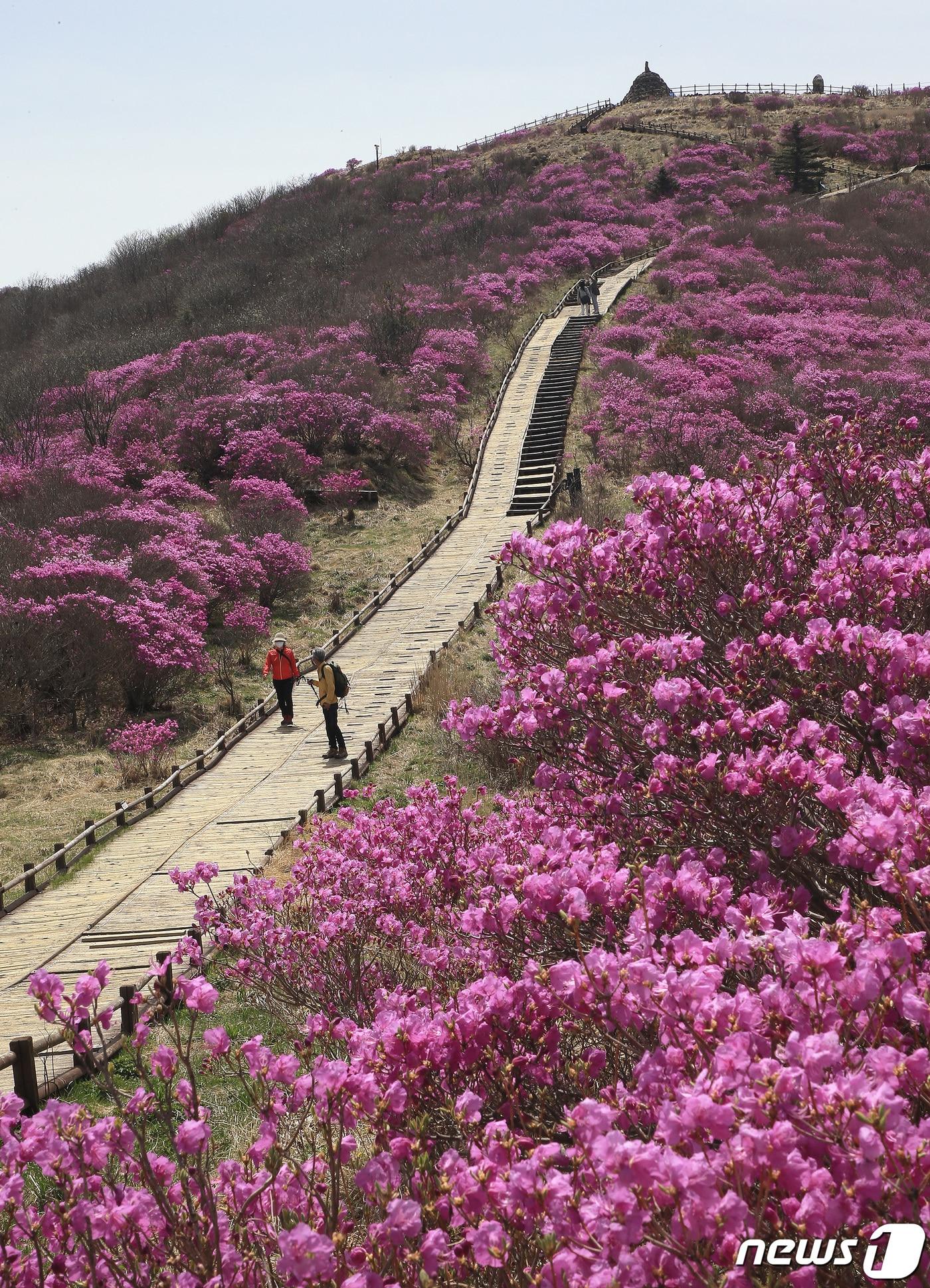 전남 구례군 지리산 노고단 정상부에 진달래꽃이 활짝 펴 관광객 등의 시선을 사로잡고 있다. &#40;구례군 제공&#41;/뉴스1 