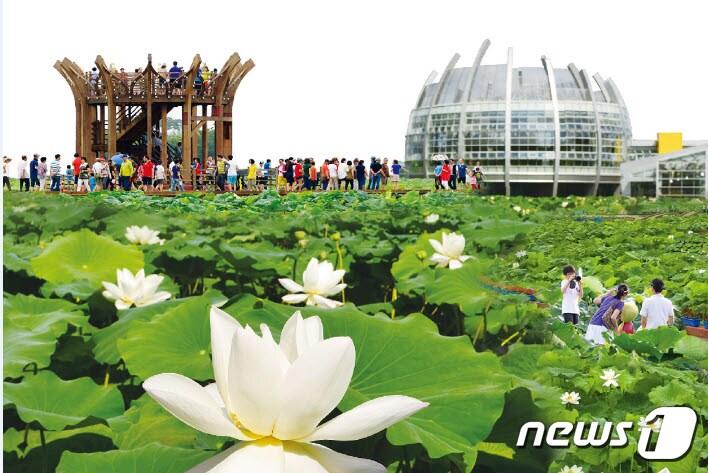 무안연꽃축제 모습 &#40;무안군 제공&#41;