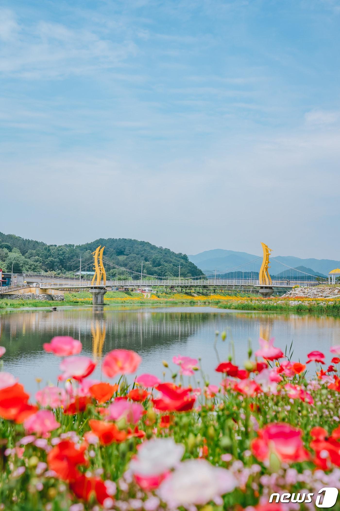 전남 장성 황룡강 &#40;洪&#41;길동무 꽃길축제 ⓒ News1 박영래 기자